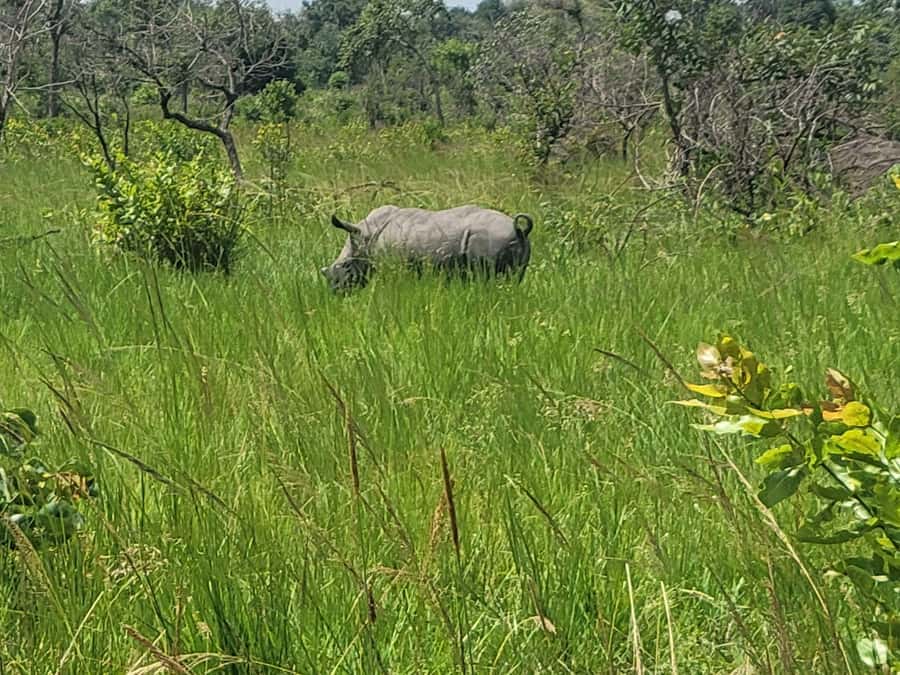 From Kampala: Ziwa Rhino Sanctuary Day Tour with Lunch - Walking among rhino families