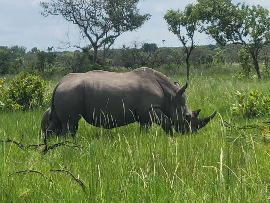 From Kampala: Ziwa Rhino Sanctuary Day Tour with Lunch - Conservation lessons beyond the photographs