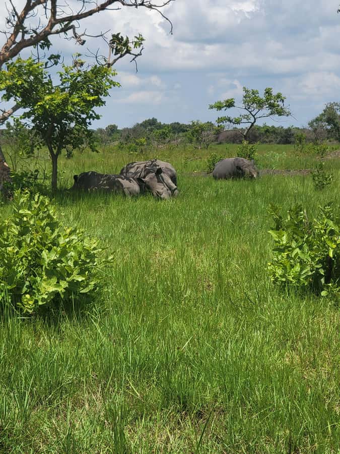 From Kampala: Ziwa Rhino Sanctuary Day Tour with Lunch - What the $280 price really buys