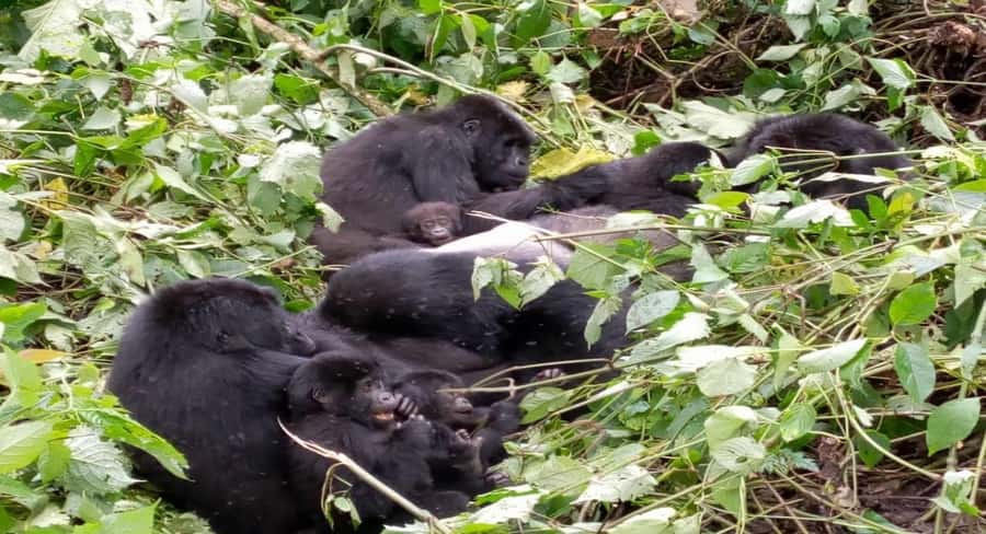 From Kigali: 1-Day Gorilla Trekking in Uganda - Key points to know before booking