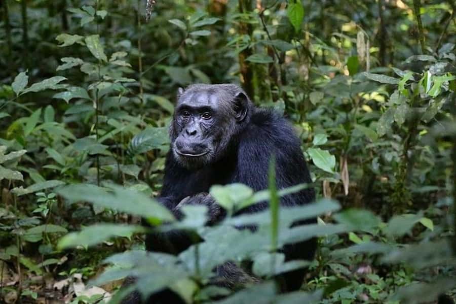 From Kigali: 1-Day Gorilla Trekking in Uganda - Why this gorilla trip is worth considering