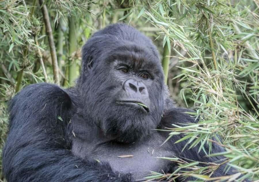 From Kigali: 1-Day Gorilla Trekking in Uganda - Breakfast near Mgahinga National Park