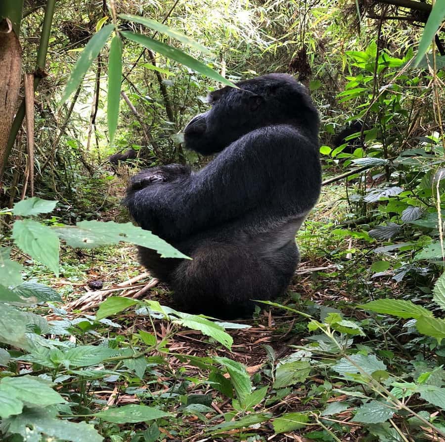 From Kigali: 1-Day Gorilla Trekking in Uganda - Leaving Kigali at 3:00 AM