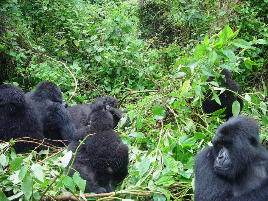 From Kigali: 2-Day Gorilla Trek: Bwindi Nat Park - FAQ