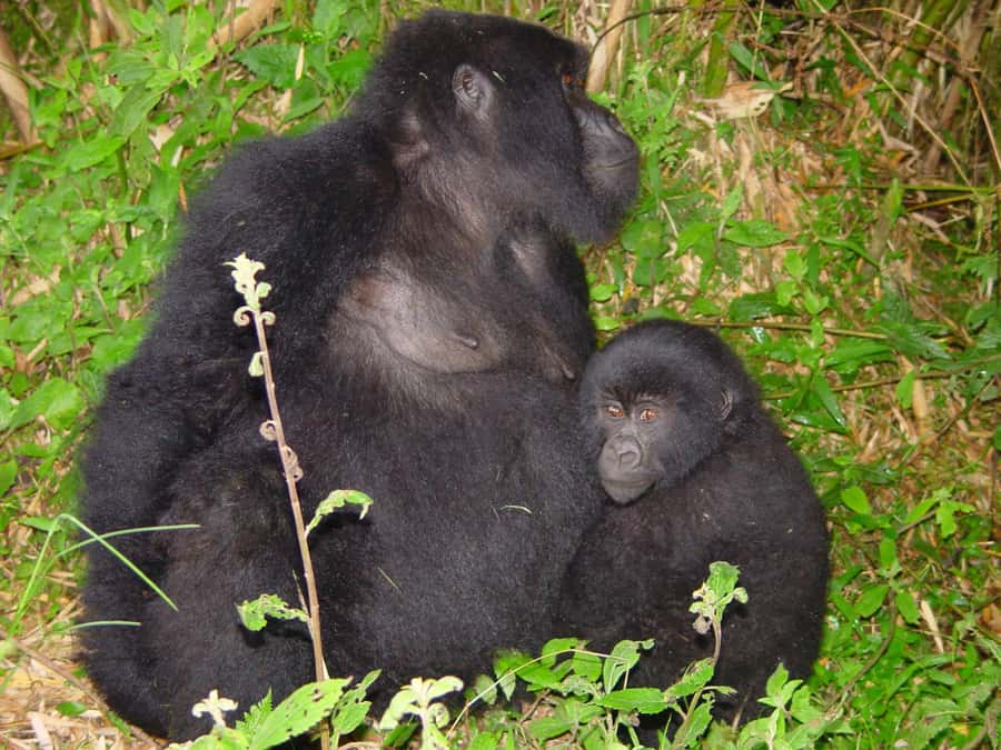 From Kigali: 2-Day Gorilla Trek: Bwindi Nat Park - Returning to Kigali after the trek