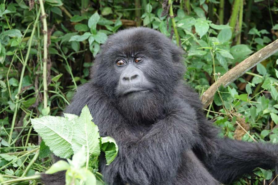 From Kigali: 2-Day Gorilla Trek: Bwindi Nat Park - What the $560 price really buys