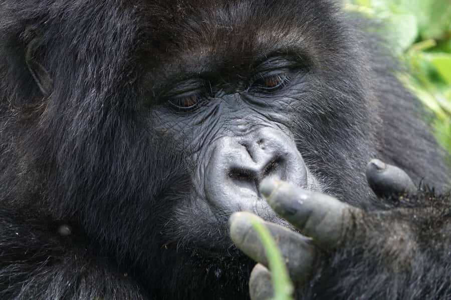 From Kigali: 2-Day Gorilla Trek: Bwindi Nat Park - Who should book this two-day trek