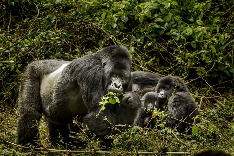 From Kigali: 2-Day Gorilla Trek: Bwindi Nat Park - Should you book it?