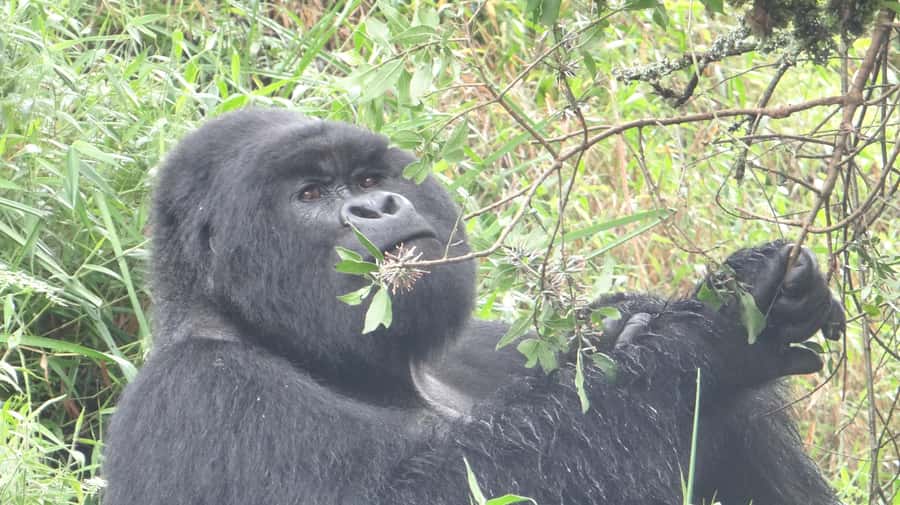 From Kigali: 2-Day Gorilla Trek in Bwindi - Why this two-day route has real appeal