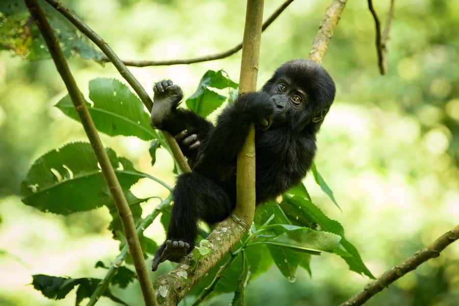 From Kigali: 2-Day Gorilla Trek in Bwindi - Day two: briefing, tracking, and the one-hour visit