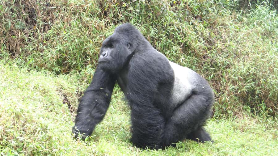 From Kigali: 2-Day Gorilla Trek in Bwindi - Optional activities and the cost of saying yes