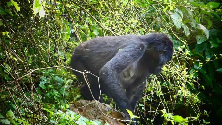 From Kigali: 2-Day Gorilla Trek in Bwindi - Transport, group size, and guide support