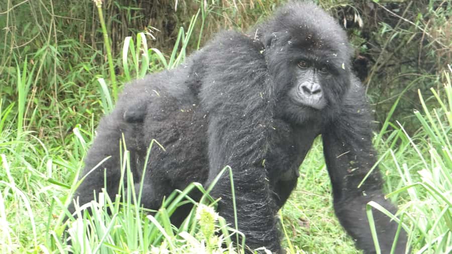 From Kigali: 2-Day Gorilla Trek in Bwindi - Day one: leaving Kigali for Bwindi