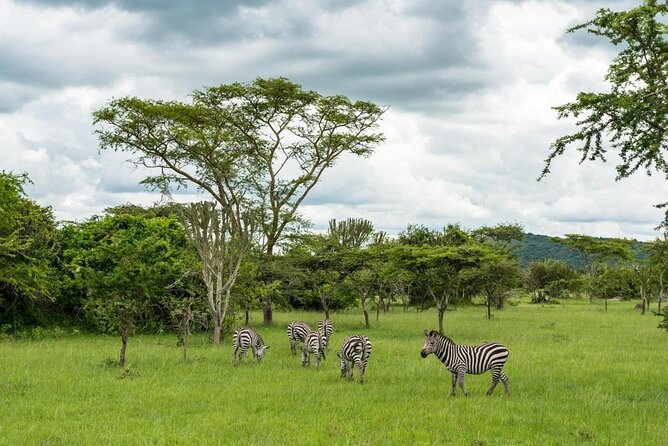 Full-Day Lake Mburo National Park Safari with Boat trip (2 day option available) - Key points to know before you book