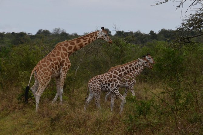 Full-Day Lake Mburo National Park Safari with Boat trip (2 day option available) - What the two-day option adds