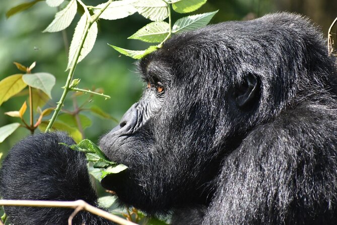 Gorilla & Chimpanzee Trekking in Uganda - 5 Days - What $3,630 includes, and what it does not