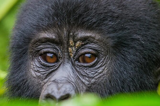 Gorilla Safari Holiday - Why Bwindi makes this trip special