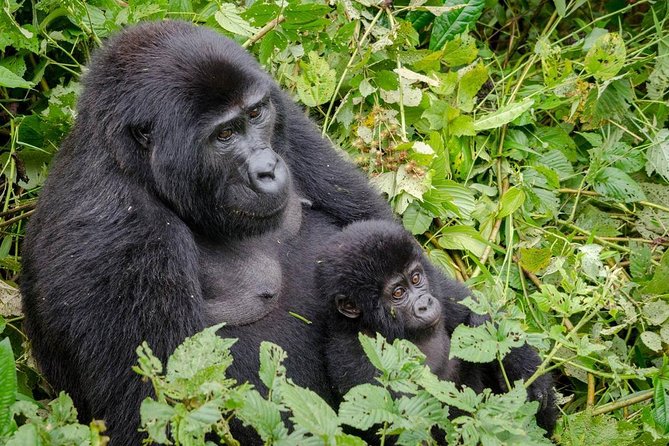 Gorilla Tracking & Batwa Culture Experience - Why Bwindi makes this three-day trip special