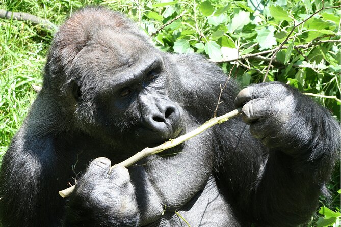 Gorilla Tracking & Batwa Culture Experience - Day three: Kabale views, Mbarara lunch, and Kampala