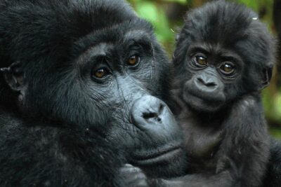 Gorilla Tracking & Batwa Culture Experience