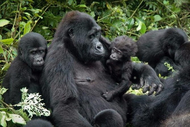 Gorilla Tracking & Batwa Culture Experience - Who should book this gorilla experience