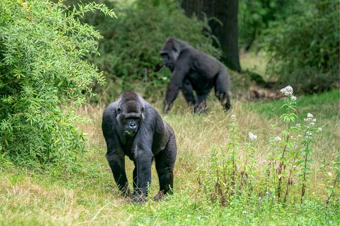 Gorilla Tracking & Batwa Culture Experience - Practical details that can make the trip easier