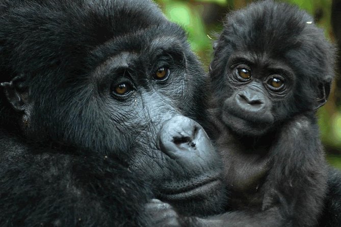 A mountain gorilla and her infant in the Bwindi undergrowth