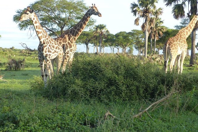 Gorilla trekking - The permit is a major part of the value