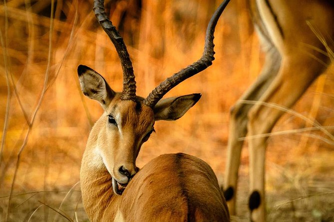 Guided Safari to Murchison Falls from Masindi - The three-hour Nile cruise to the falls