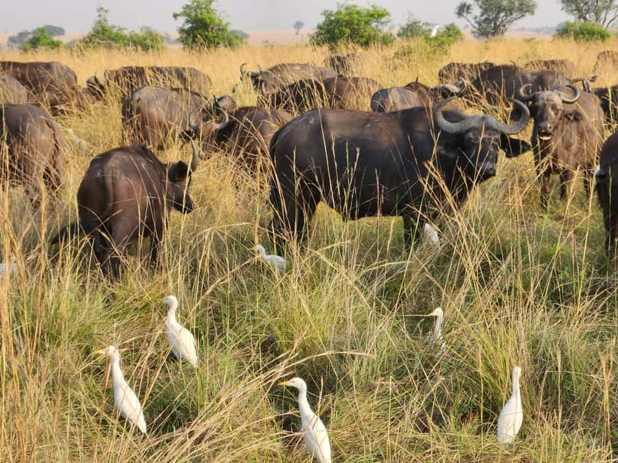 Kampala: 3-Day Murchison Falls Safari - Key Points to Know Before Booking