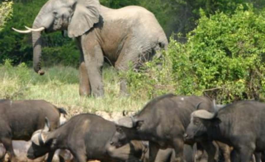 Kampala: 3-Day Murchison Falls Safari - Day Two: Early Game Viewing in the Northern Sector