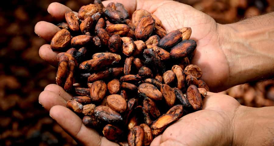 Kampala: Hands-On Chocolate Making Experience - The cocoa garden gives the workshop its context