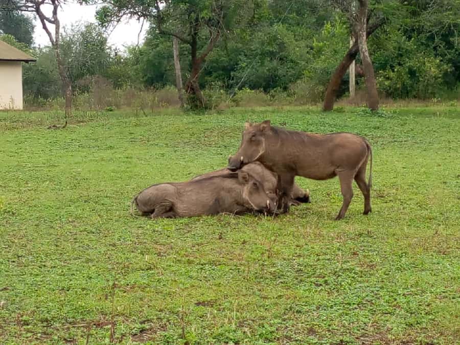 Lake Mburo National Park with Equator, Game Drive & Cruise - The Equator at Kayabwe