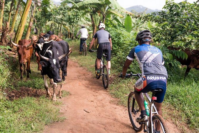 Lake Victoria Island Cycling Tour from Kampala - Quiet roads, local life, and the white-sand beach