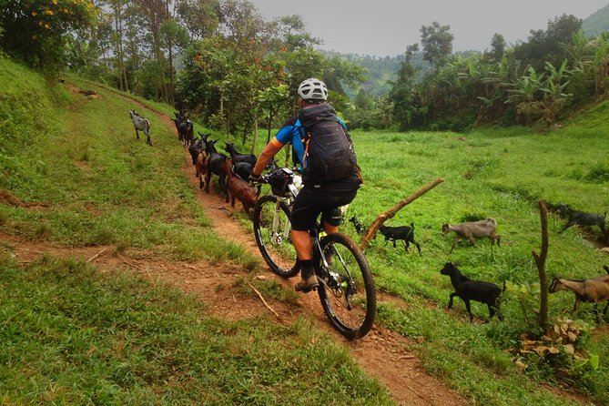 Lake Victoria Island Cycling Tour from Kampala - What the three-hour schedule really means