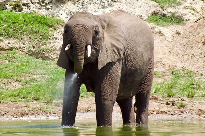Mambo Gorilla Safaris, is an African based Tour Agency, offering the best ever - A private Uganda trip, not one fixed safari