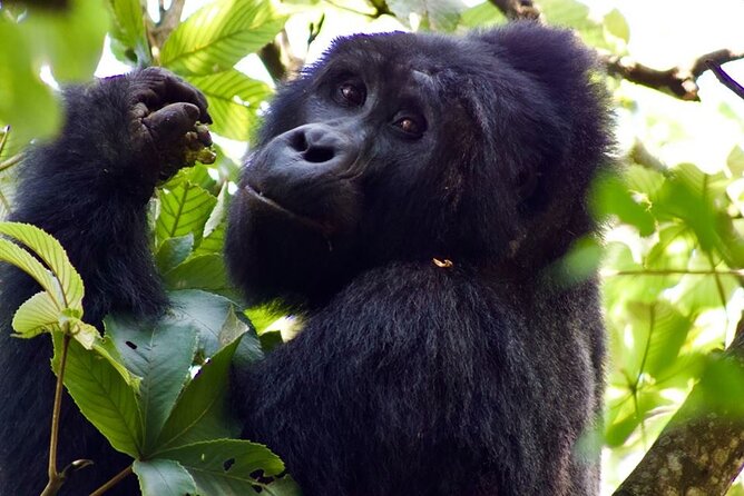 Mambo Gorilla Safaris, is an African based Tour Agency, offering the best ever - Meals and drinking water included