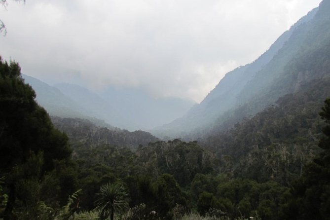 Mountain Rwenzori Trekking Uganda 9 Day Safari - Day 3: Bamboo forest and John Matte Hut