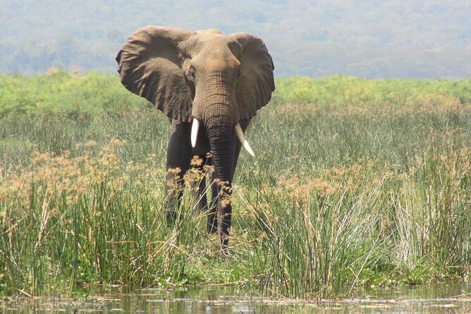 Murchison Falls 2 Days Game Safari (4 people Minimum required) - Safari tents and the overnight question