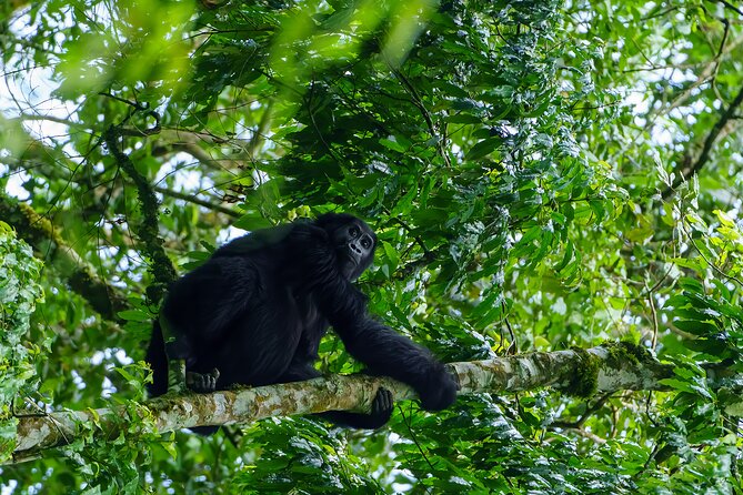 Private 3 Day Gorilla Trekking Safari in Uganda - Why Bwindi makes this three-day trip special
