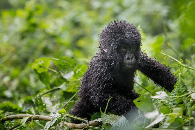 Private 3 Day Gorilla Trekking Safari in Uganda - The Batwa visit adds a human side
