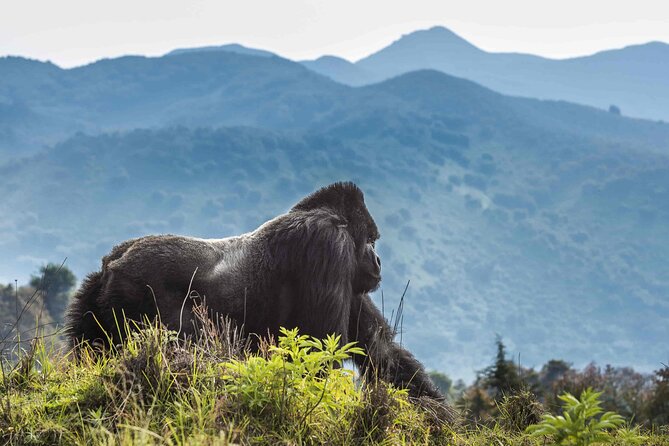 Private 3 Day Gorilla Trekking Safari in Uganda - Day 3: The Equator stop on the road to Entebbe