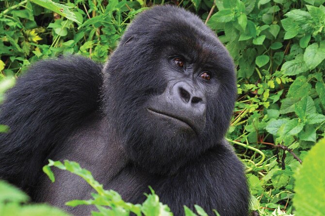 Private 3 Day Gorilla Trekking Safari in Uganda - Transport, comfort, and the cost of distance