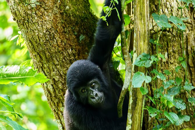 Private 3 Day Gorilla Trekking Safari in Uganda - Day 2: Finding a gorilla family in Bwindi