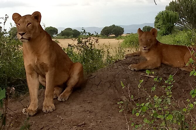 Private 3-Day Tour in Queen Elizabeth Park Safari - Who this three-day safari suits best
