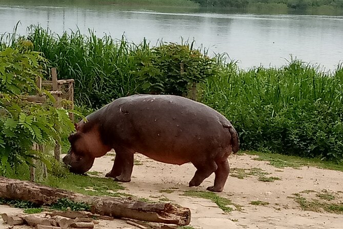 Private 3-Day Tour in Queen Elizabeth Park Safari - Day 2: Early wildlife viewing in the open savannah