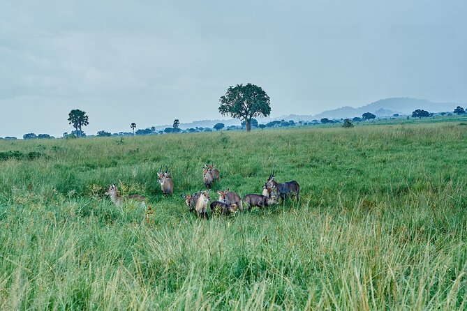 Private 5-Day Kidepo Valley and Murchison Falls National Parks - Day 2: Kidepo Valley and the great buffalo herds
