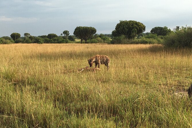 Queen Elizabeth Open Safari Jeeps for game drives. - Starting at Kazinga Channel Community Boat Cruise