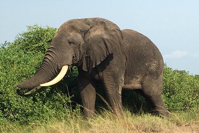 Queen Elizabeth Open Safari Jeeps for game drives. - Wildlife you might see in five hours