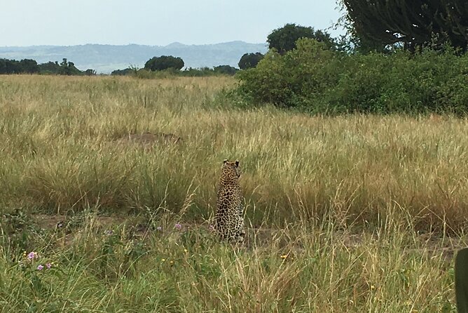 Queen Elizabeth Open Safari Jeeps for game drives. - Birdwatching is a real bonus